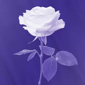 La Flor: The Music of Selena